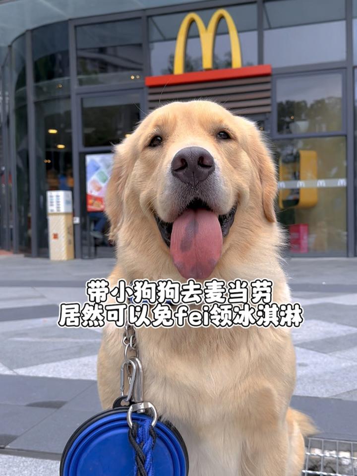 带小狗狗去麦当劳居然可以免费领冰淇淋