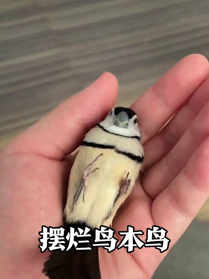 小鸟仰卧摆烂姿势走红,肚子朝天露肚皮萌翻网友