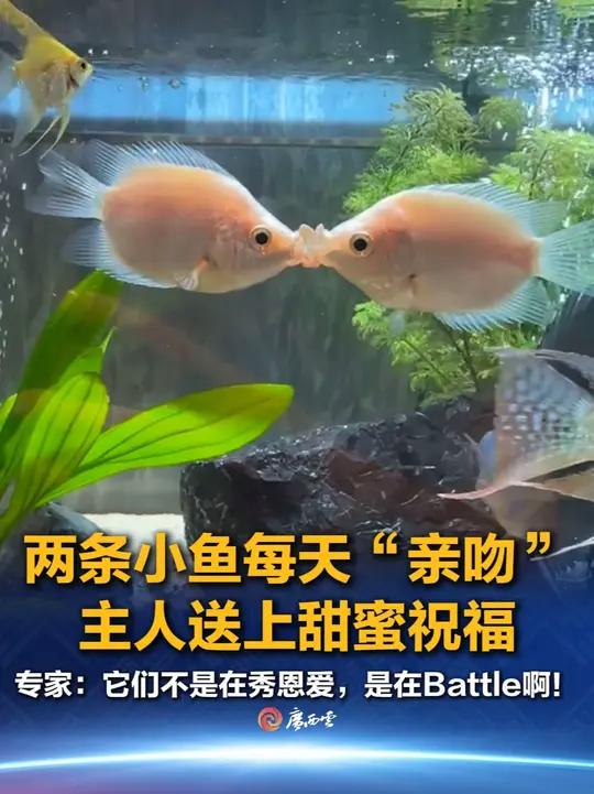 近日，湖北。两条小鱼每天在鱼缸里“亲吻”，主人送上真心祝福。实际上，吻鲈的“唇枪舌战”与“