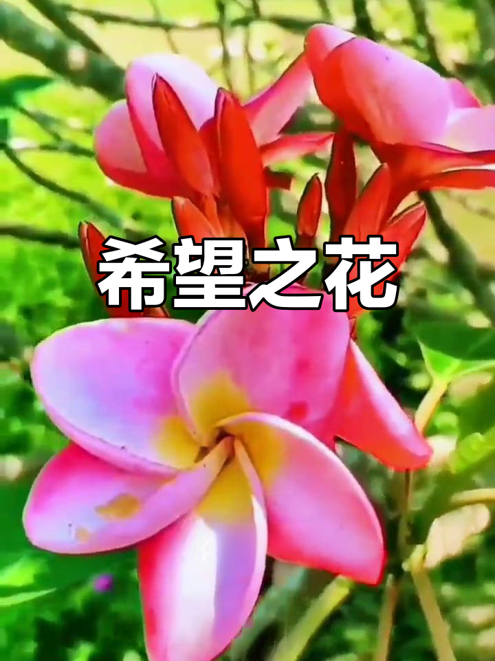 鸡蛋花:孕育希望的象征