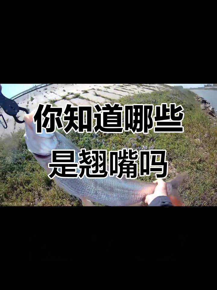 翘嘴、蒙古红鲌,这些鱼你认识吗?
