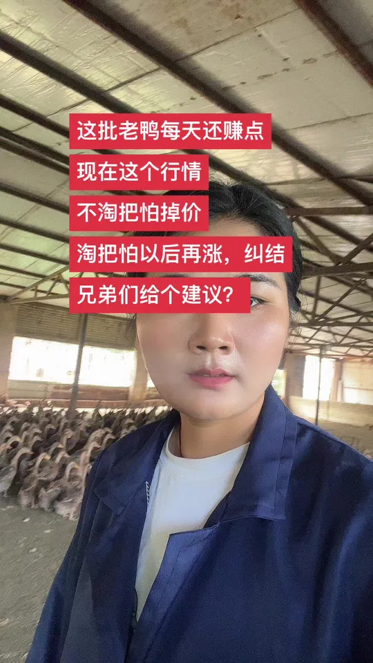 养鸭人必看！中秋节前老鸭价格会上涨吗？