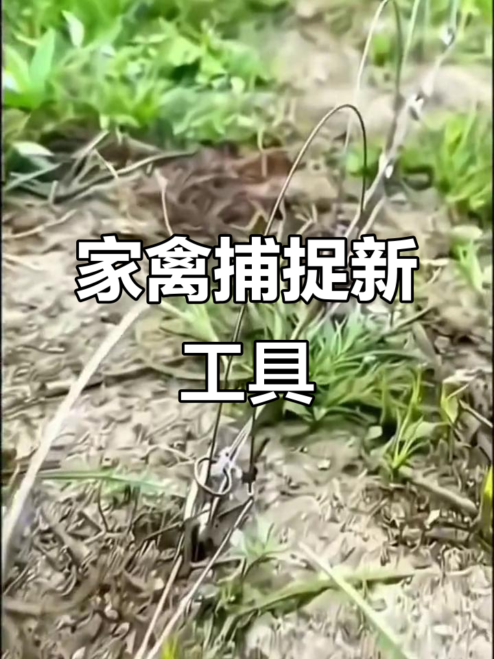 农村抓鸡神器,轻松捕捉家禽