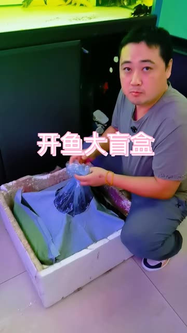 搞笑观赏鱼之虎鱼与红龙鱼趣事