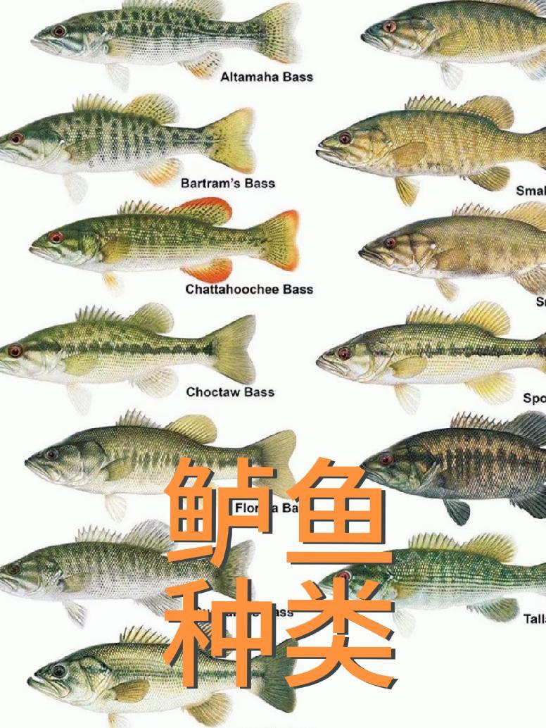 鲈钓知识 鲈鱼的种类分布与特性 最佳分享 路亚 鲈钓 鲈鱼 户外路亚 钓鱼