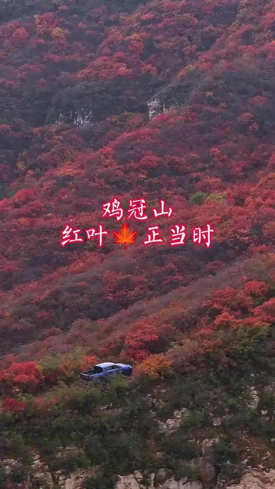 推荐一个可以开车穿梭于红叶之间的好地方——鸡冠山,从北盆水进山无门票,开车直达山顶!旅行推