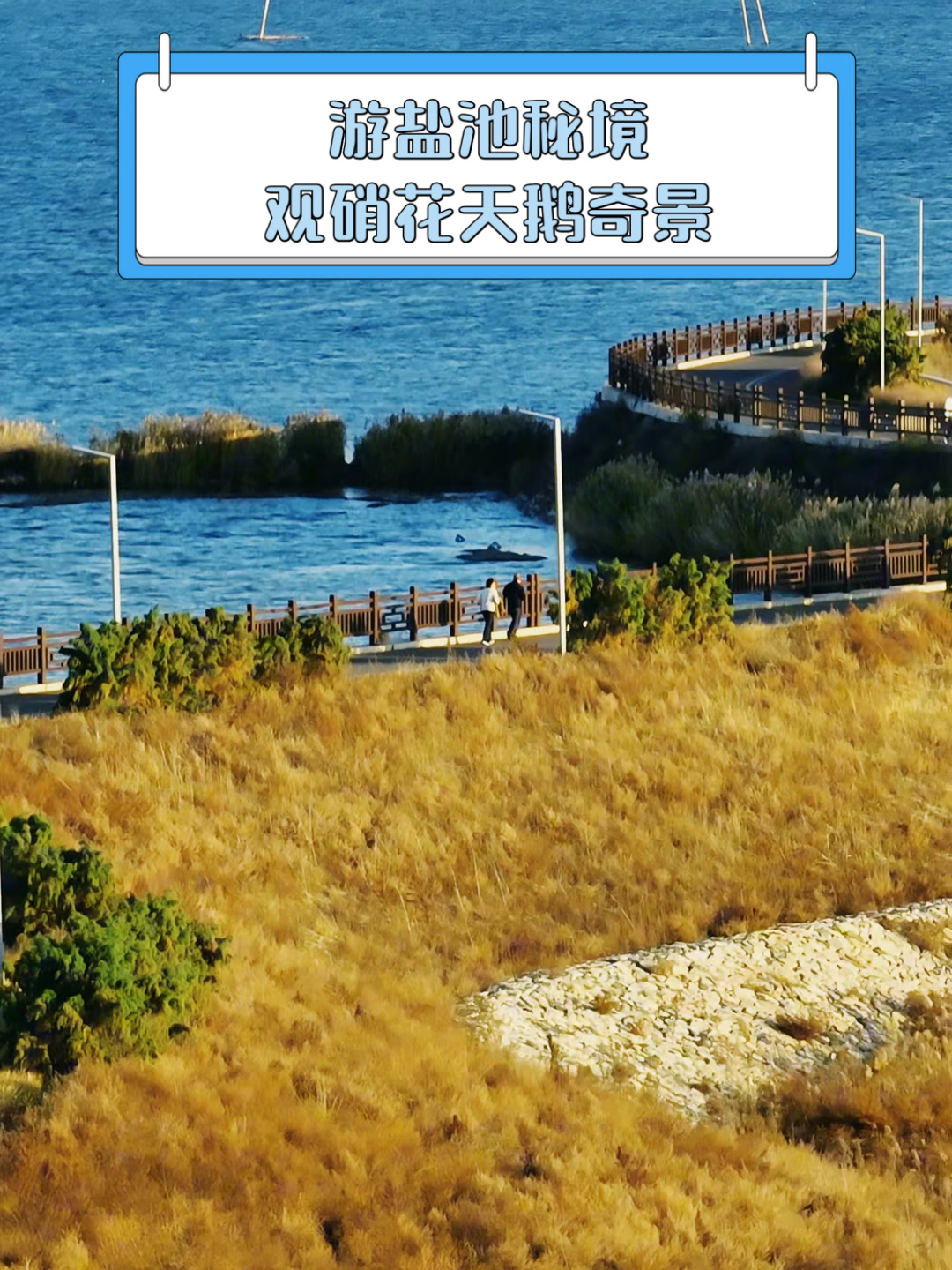 游盐池秘境,观硝花天鹅奇景