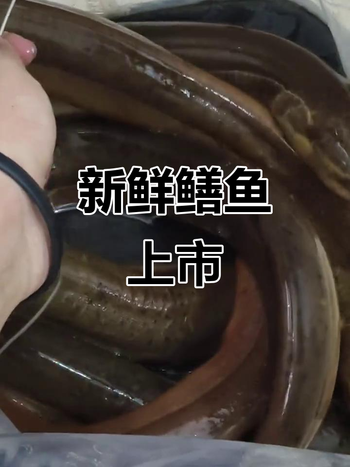 广东鳝鱼新鲜上市,45元一斤,赶紧来拿!