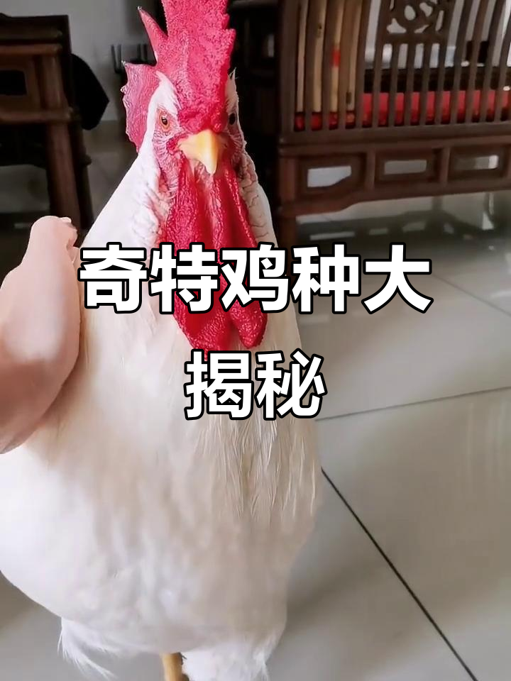 这些鸡类你见过吗?它们独特又有趣!