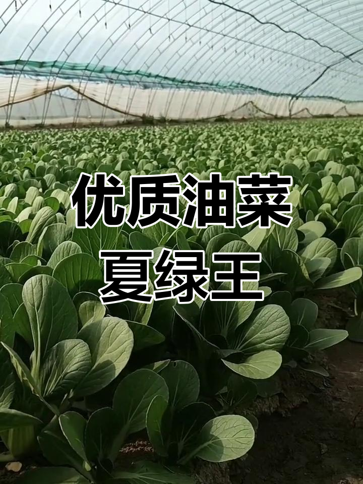 夏绿王2号油菜,青帮绿叶大叶面,不炸帮更美观