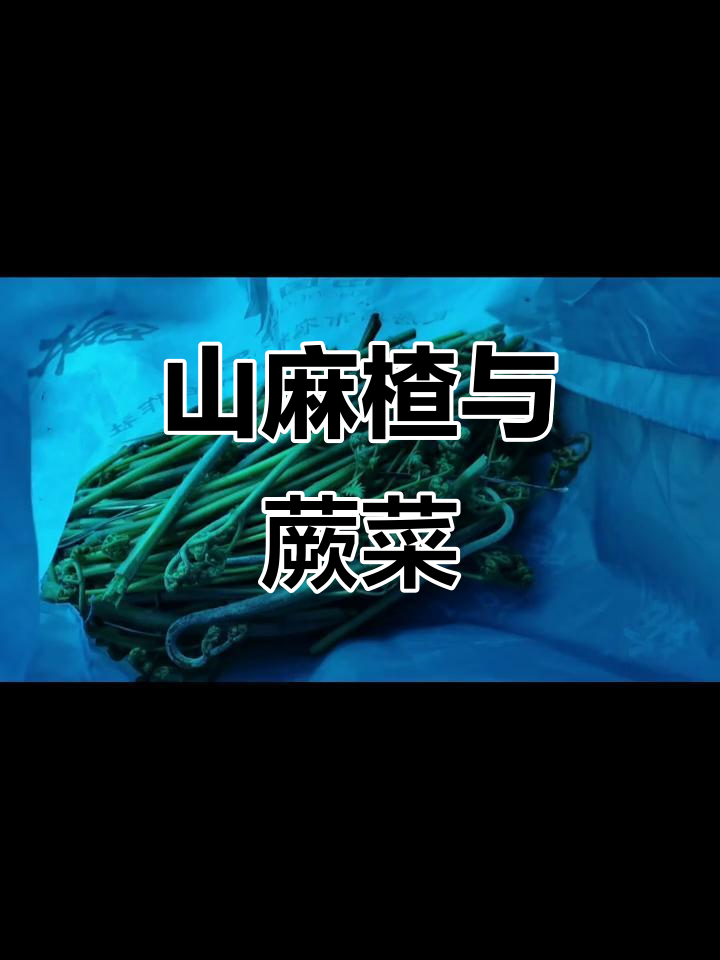 农村野菜大揭秘：山麻楂、蕨菜的独特美味
