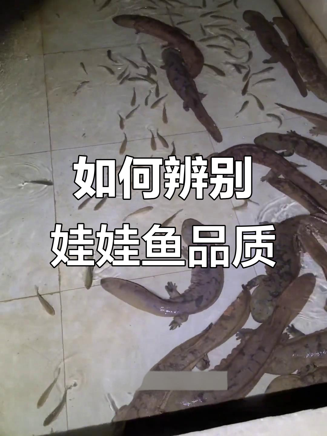 娃娃鱼品质如何判断?从食物到口感全解析