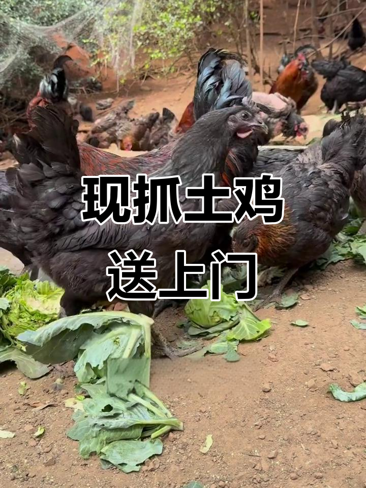 昆明土鸡送货上门,现抓现杀,新鲜又健康