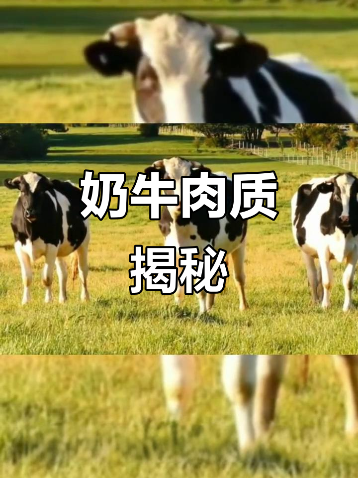 奶牛肉与普通牛的差别,你了解吗?