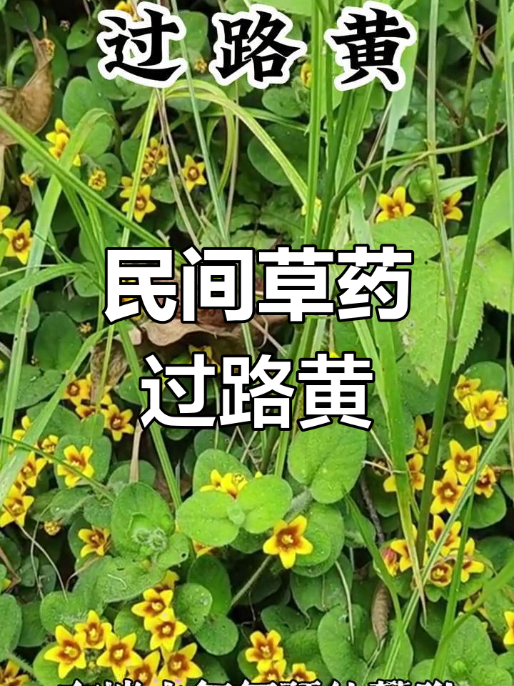 过路黄的生长与药用价值