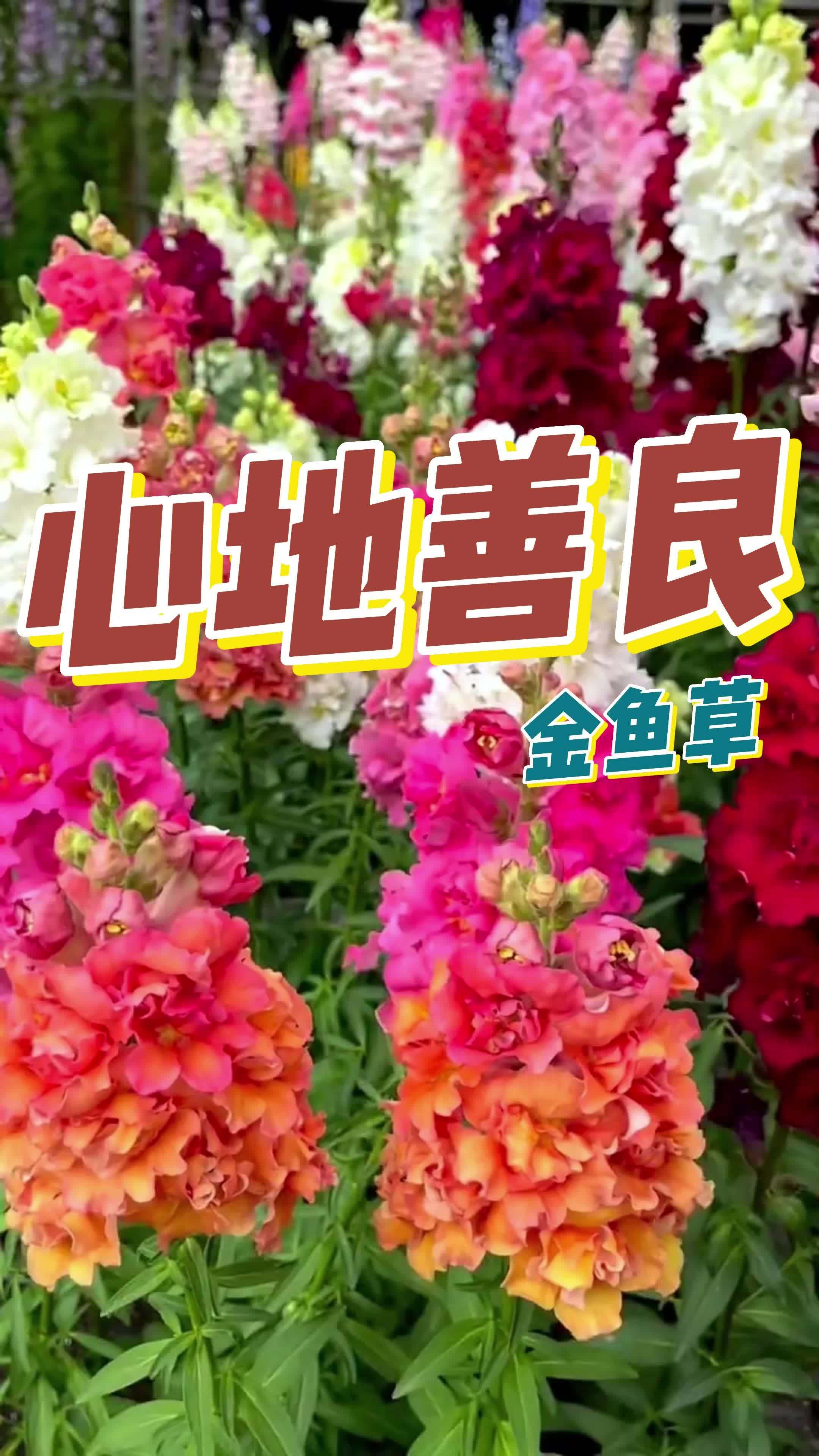 开花像一条条小金鱼的的 金鱼草 现在播种,过年刚好可以赏 一起养花 过年赏花 春节快乐的n
