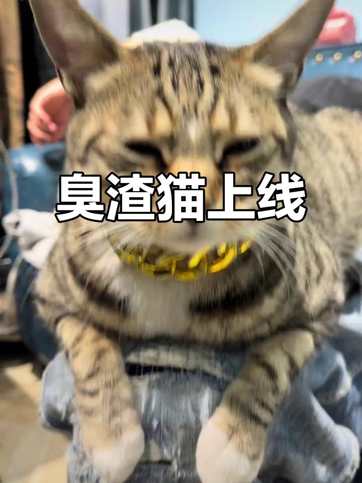 泡芙：臭渣猫的逆袭，耳朵翻一翻更可爱