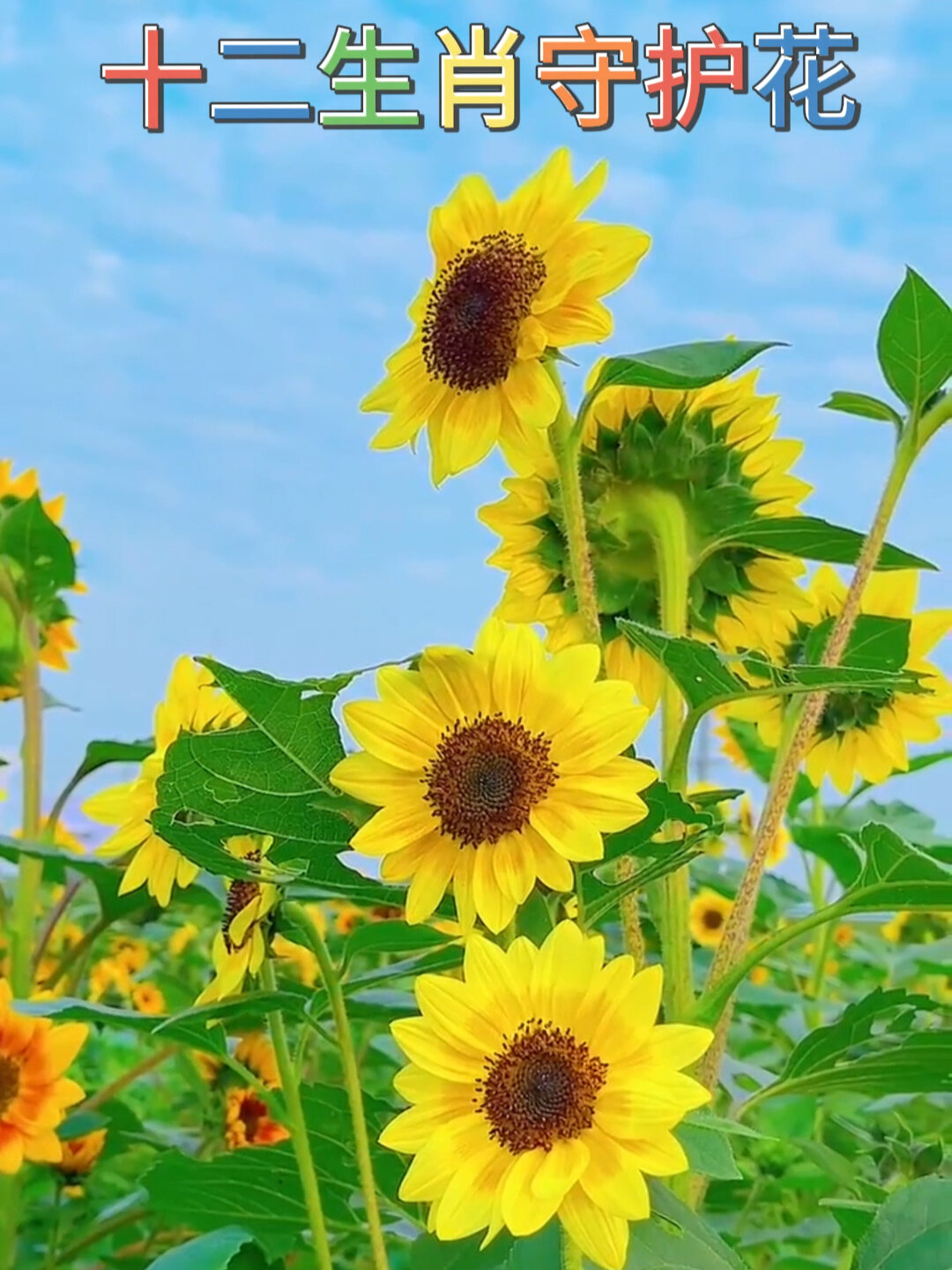 十二生肖守护花