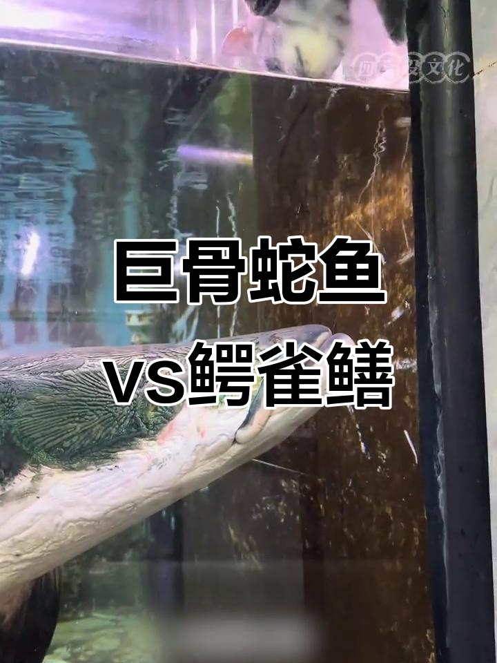 巨骨舌鱼与鳄雀鳝鳞片硬度大比拼，谁更硬？