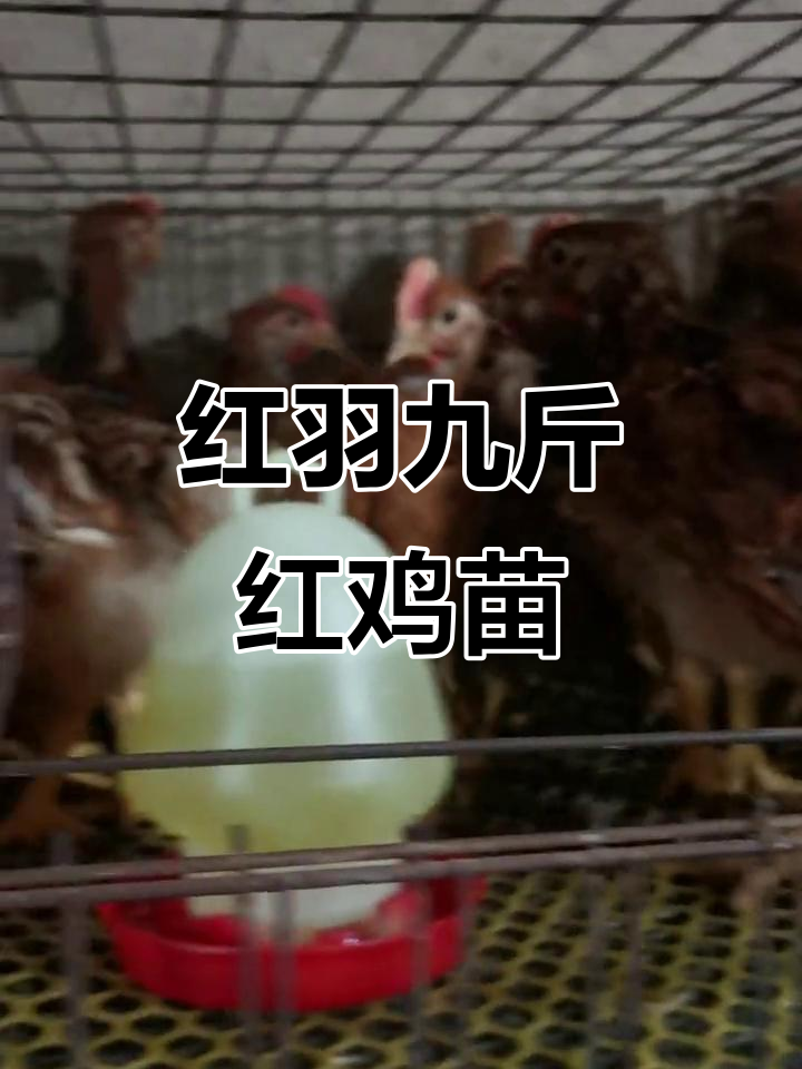 九斤红鸡苗羽毛颜色辨别,长大后变紫红色