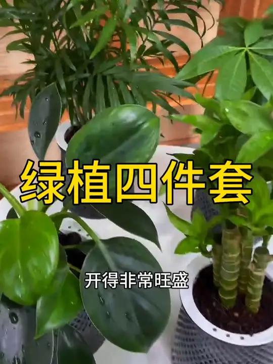 没想到这个价格到手4盆绿植,连盆都带了,真的太合适了!摆几盆绿植在家里,心情都美丽了!花卉