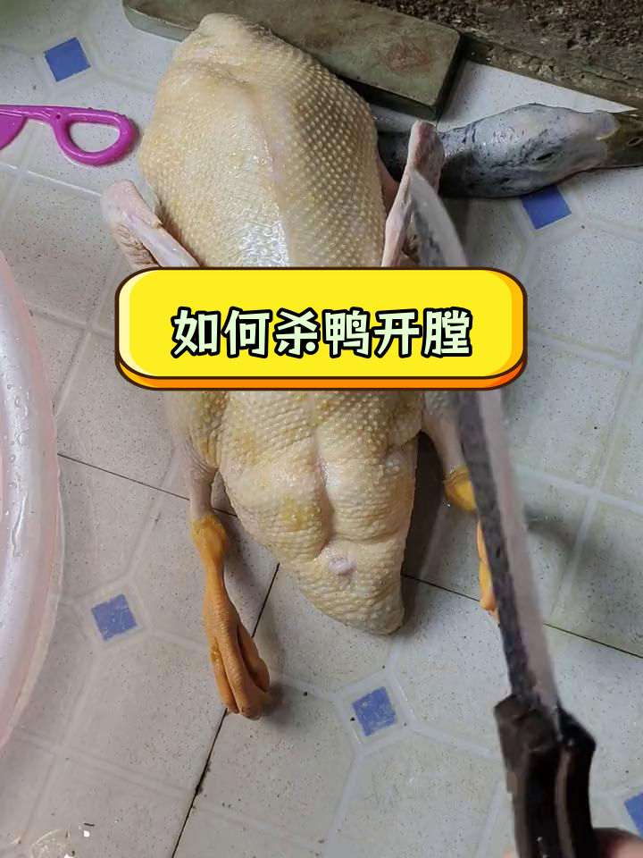 鸭子破肚技巧大揭秘