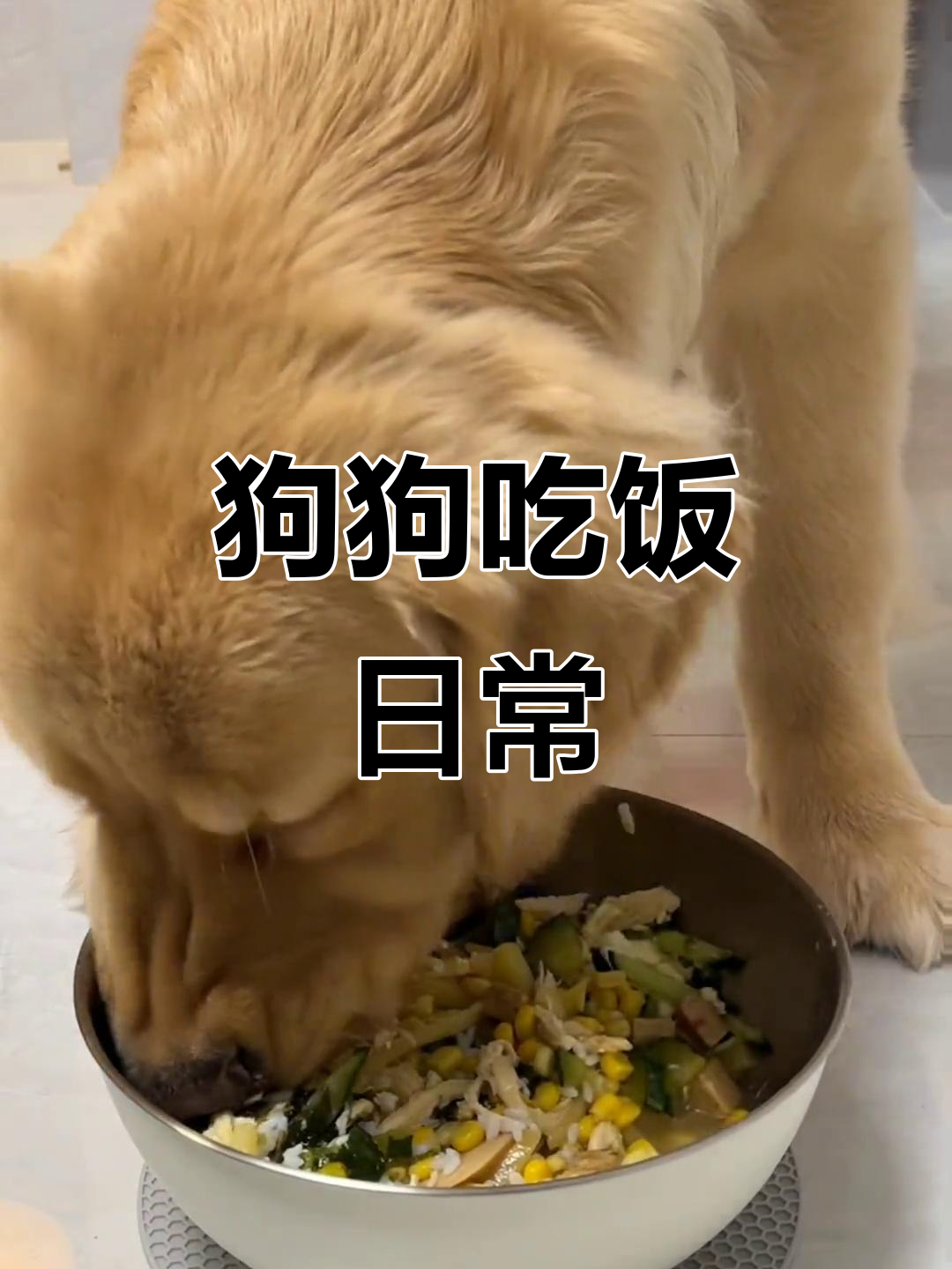 小狗中餐厅大快朵颐,手撕鸡、土豆丝样样来