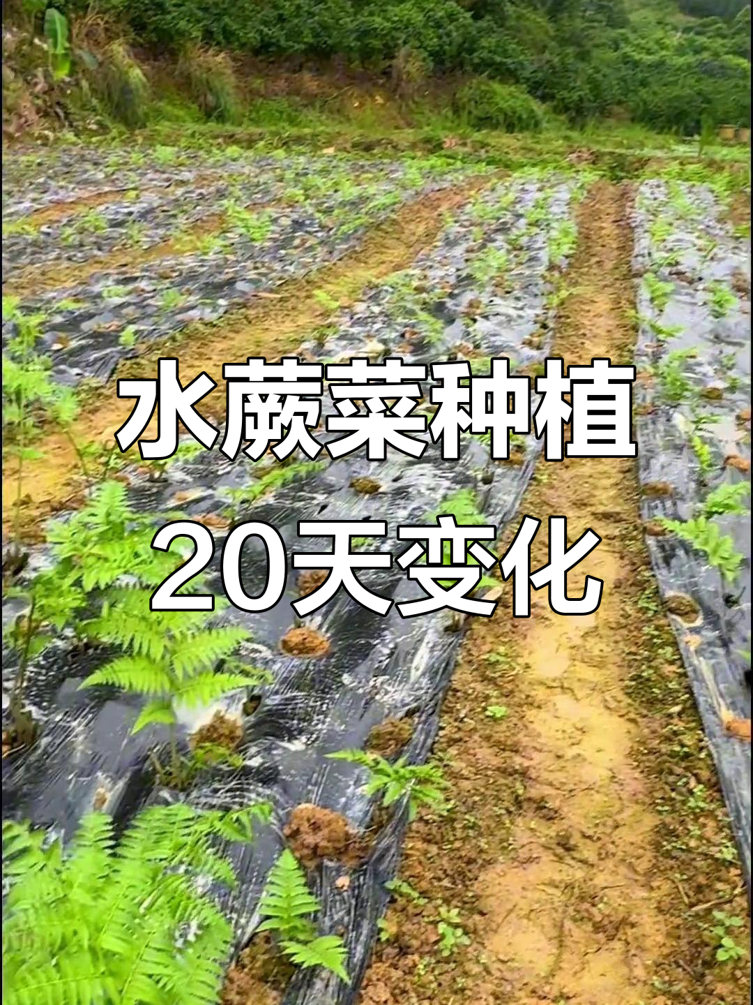 水蕨菜种植20天变化