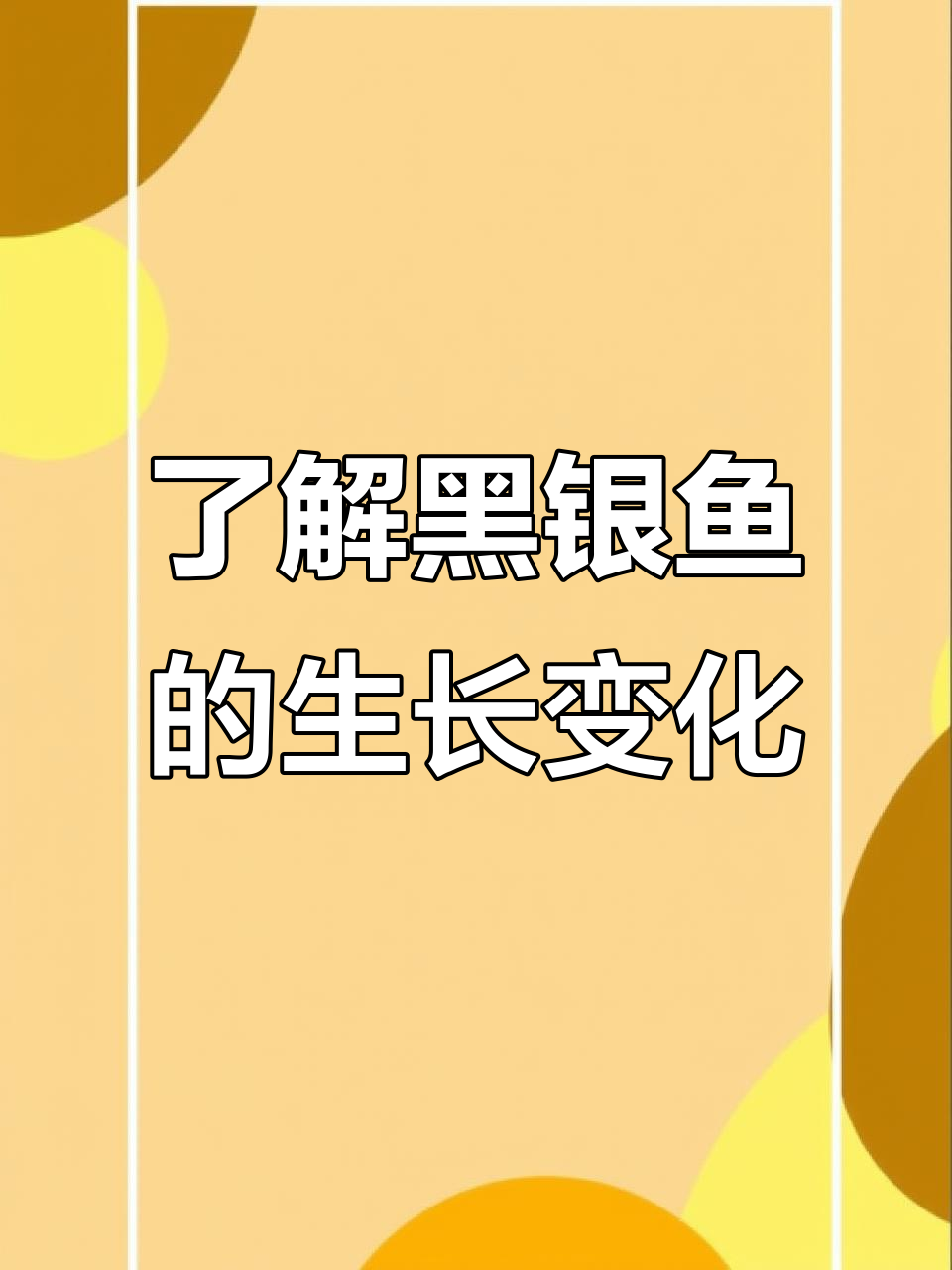 黑云鱼:从黑带到三角形的成长与挑战