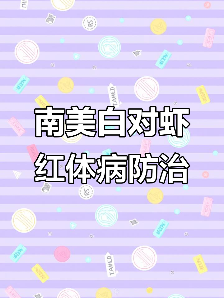 降温引发红体病,如何有效治疗南美白对虾?