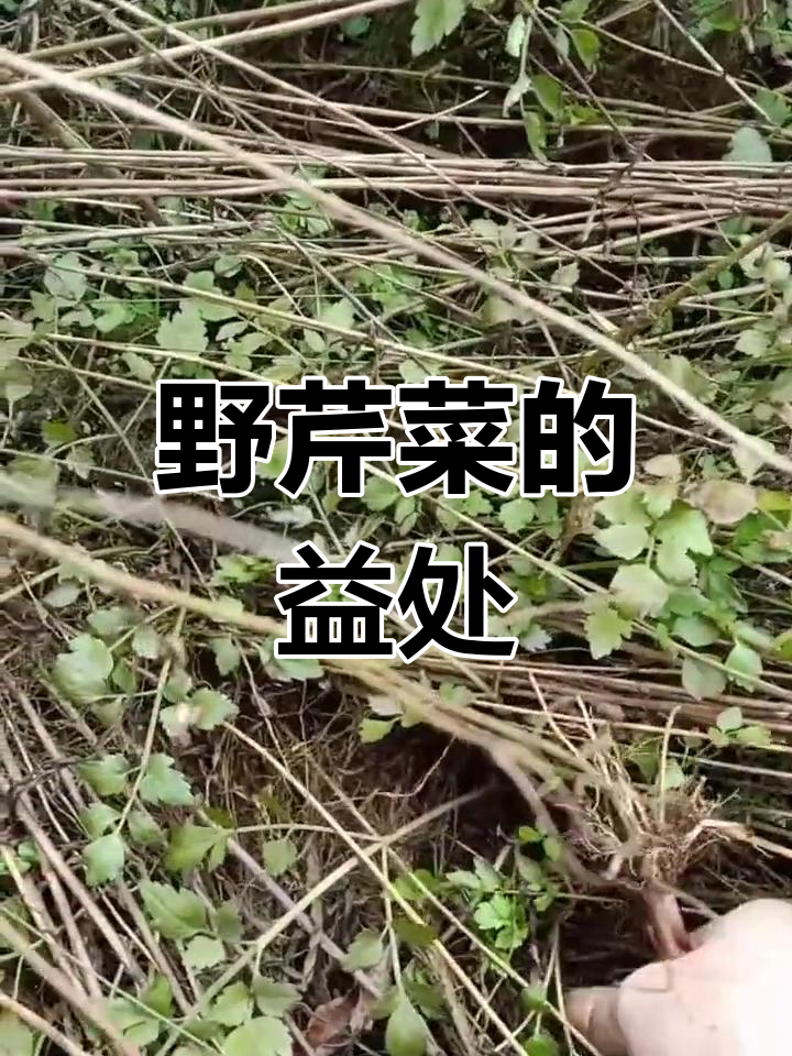 野芹菜,降糖降脂的好帮手,孕妇也能放心食用!