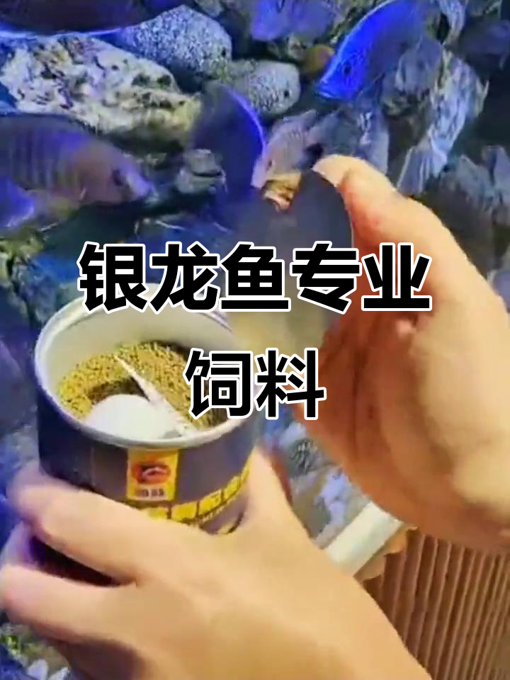 银龙鱼专用饲料,海豚银龙配合粮,让你的鱼儿更健康