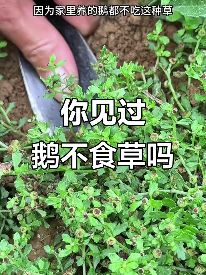 鹅不食草:农田路边的秘密,你认识吗?