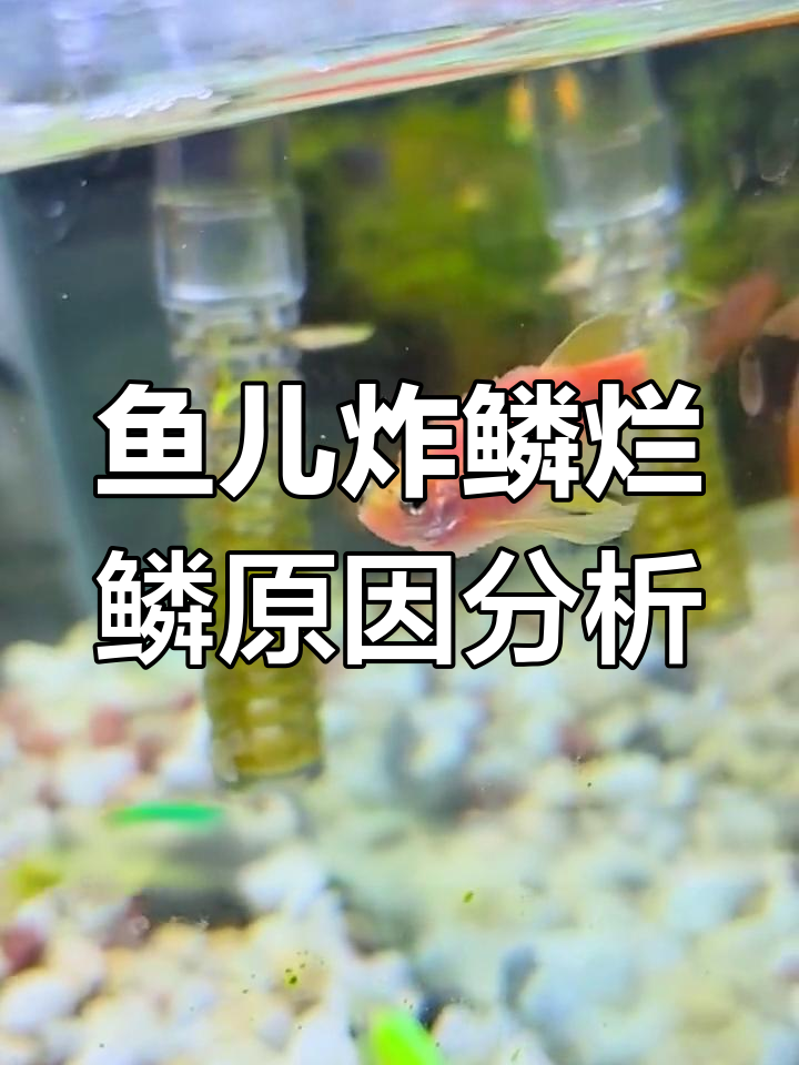 鱼鳞炸开的原因及解决方法,六大因素你得知道