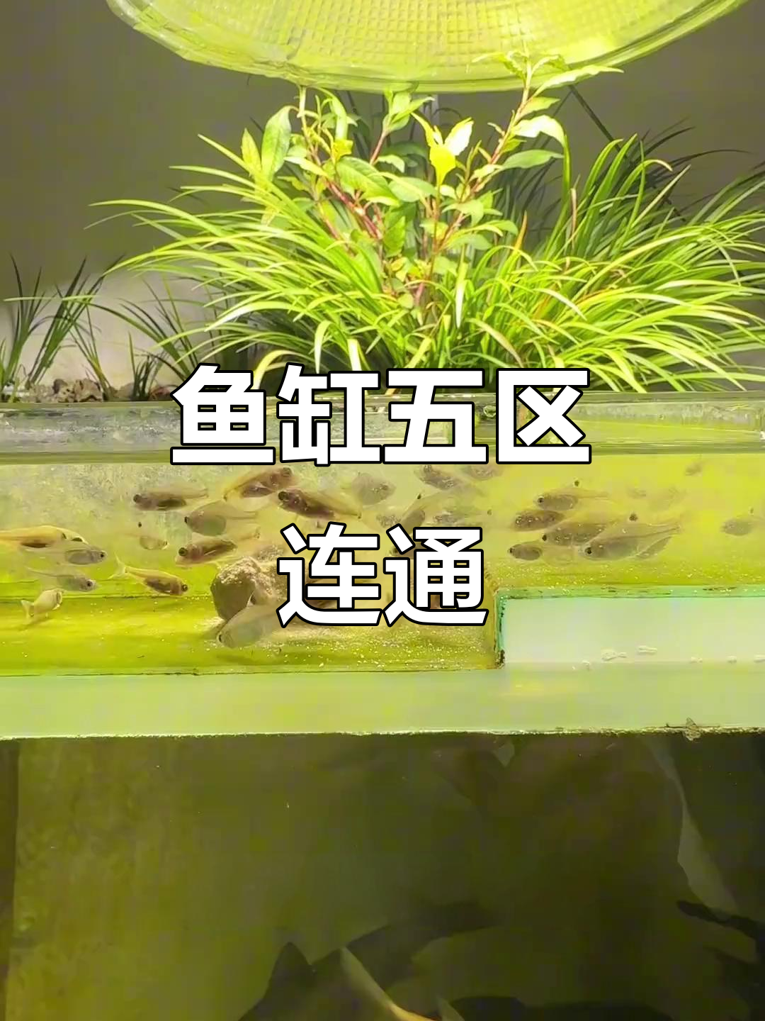 一缸养所有,打造鱼缸修仙模拟器:五个区域串联成小生态链