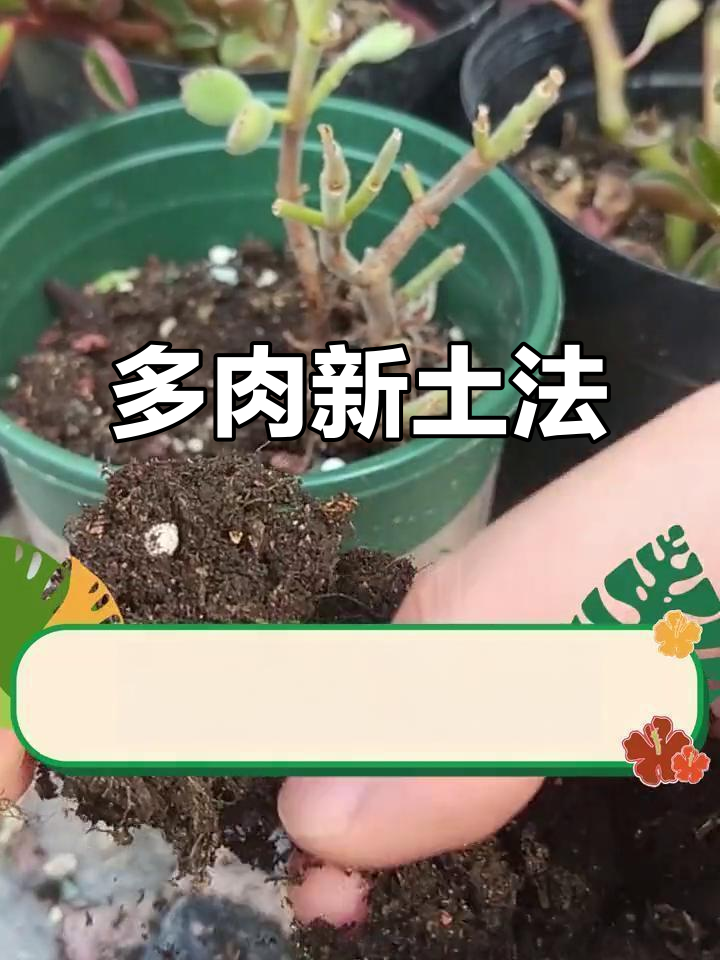 清理多肉旧土,换上鹅卵石和颗粒土,三个月后效果惊人