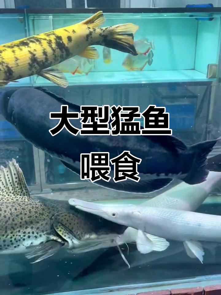大型猛鱼喂食现场,热带观赏鱼的混养挑战