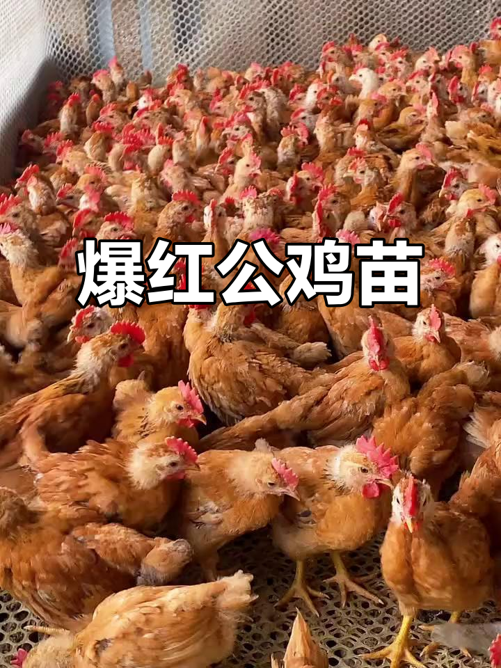 红玉380公鸡苗:快速生长,骨架大,成年可达15斤