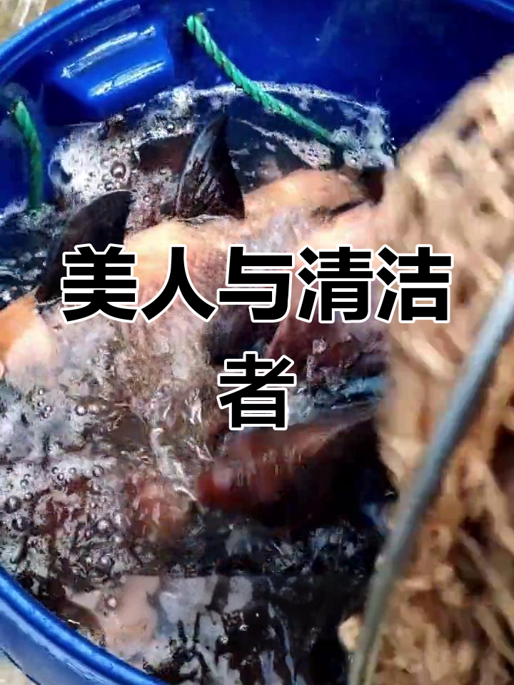 美人鱼,美丽与实用并存,既能观赏又能净化水质