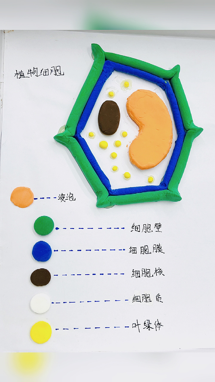 粘土制作植物细胞和动物!