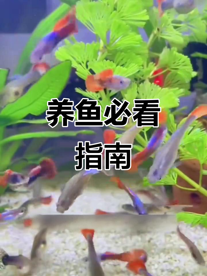 家里有鱼缸?这些观赏鱼轻松养,适合新手和懒人!