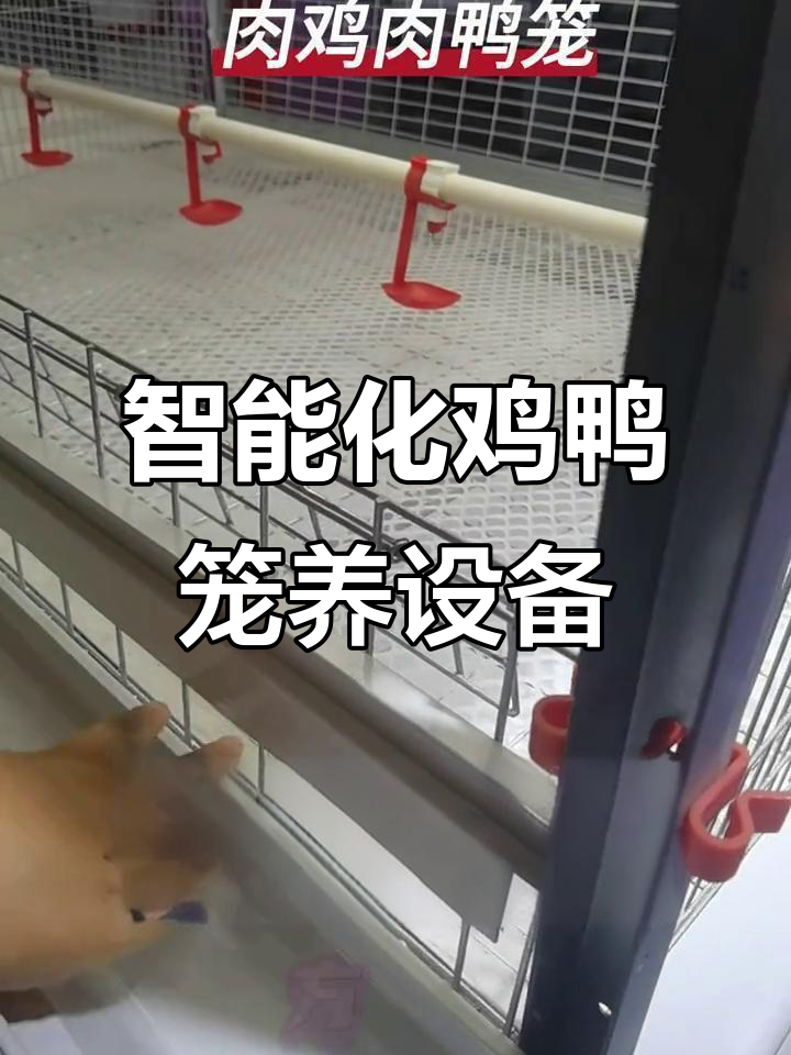 肉鸡肉鸭笼养设备:调节装置让养殖更智能