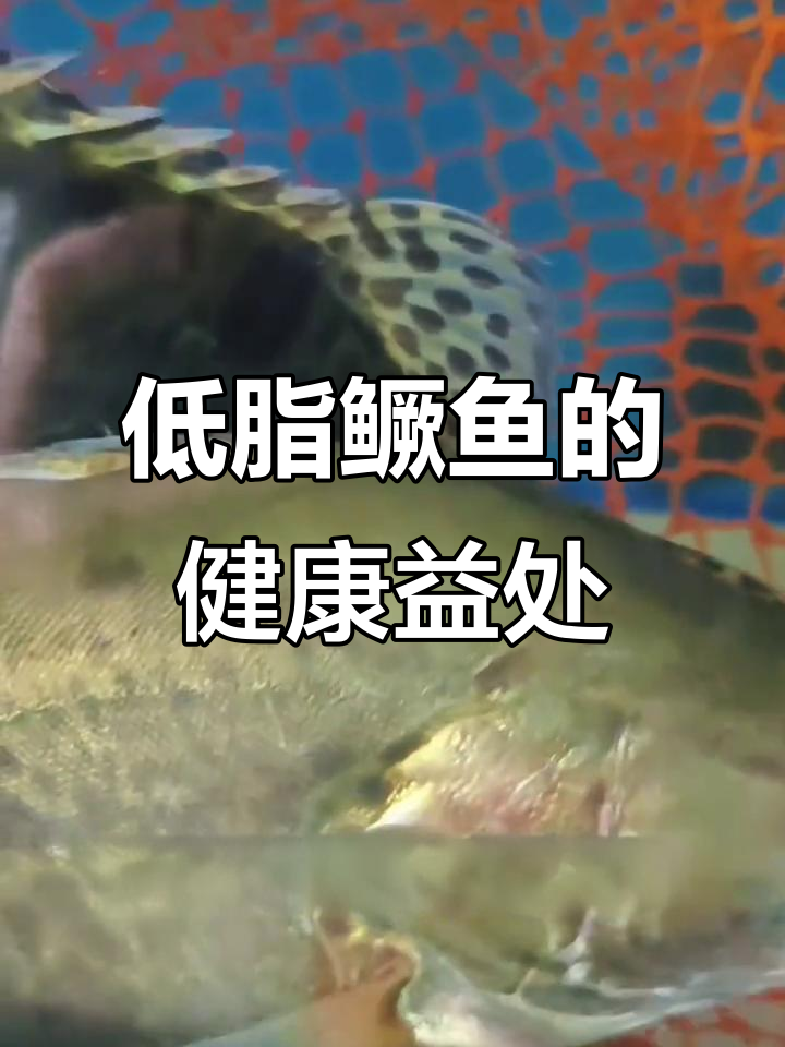 桂鱼:低脂高蛋白,营养丰富,适合健身减脂人群