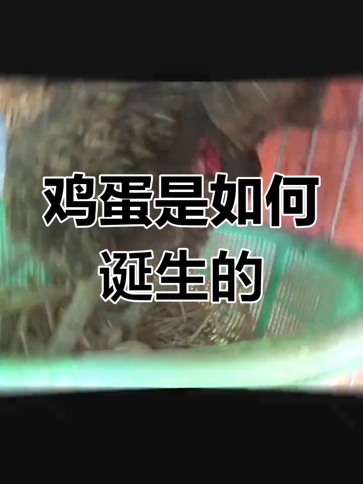 母鸡下蛋全过程揭秘，原来是这样形成的！