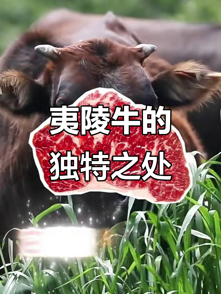 夷陵牛凭什么获得国家地理标志认证？雪花牛肉背后的秘密