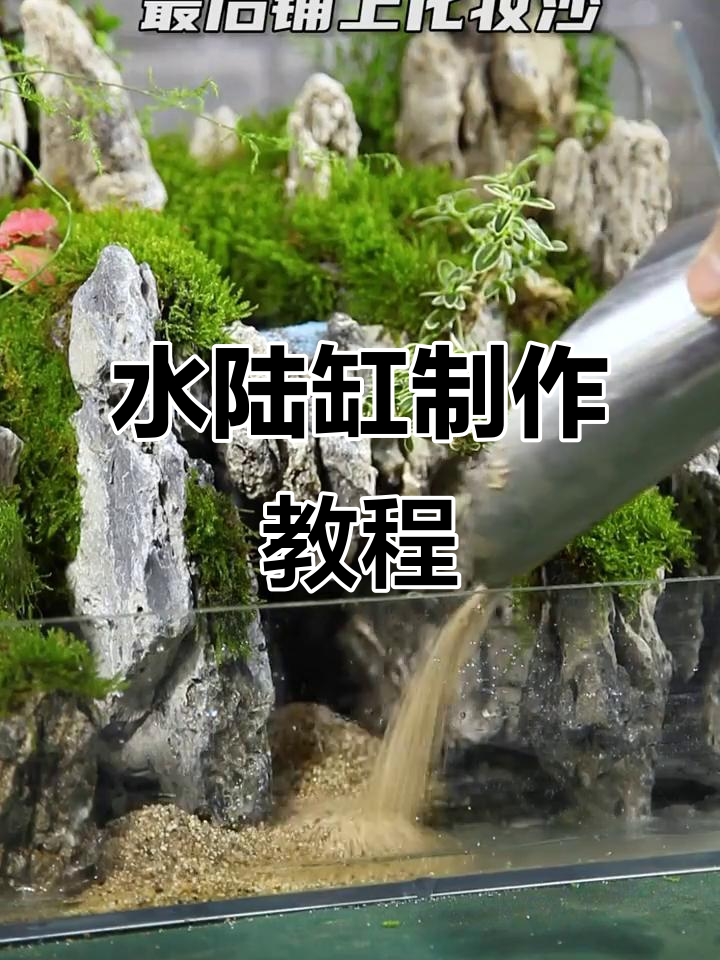 水陆缸造景全攻略:从石头到植物,打造完美生态景观