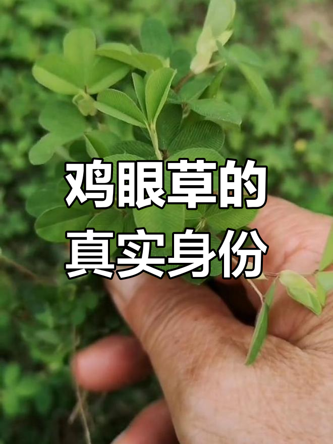鸡眼草的别名与功效,东北叫法揭秘