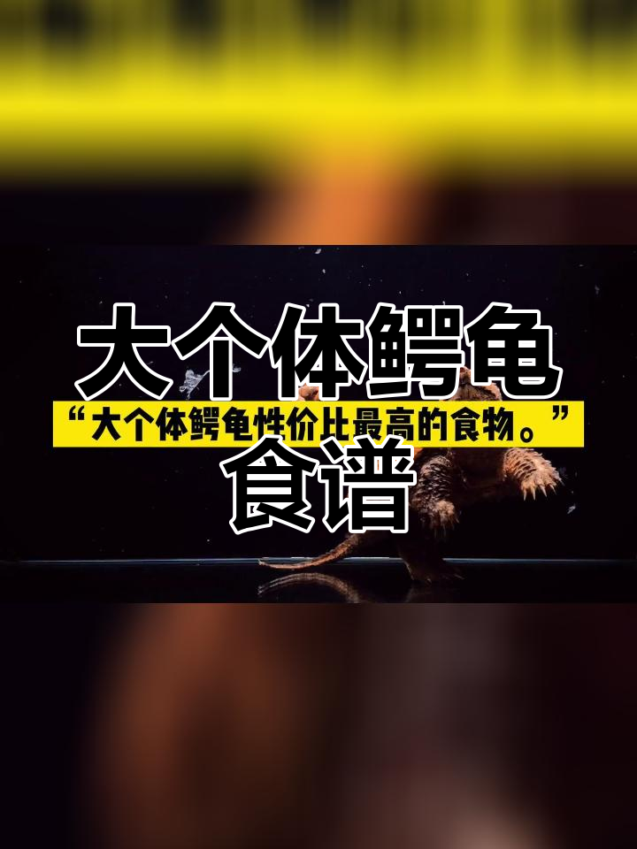 鳄龟吃什么最合适?