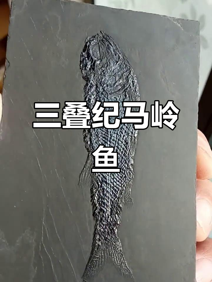 贵州兴义三叠纪马岭鱼化石，完整无损，鳞片清晰