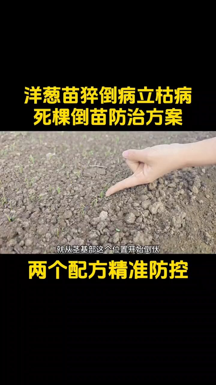 洋葱苗猝倒病立枯病死棵倒苗解决方案 洋葱